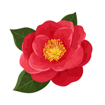 A simple and modern flat 2D vector of a Camellia Flower, isolated on a pure white background.