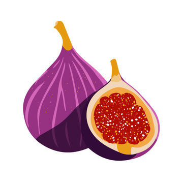 2D minimalist flat vector of a Fig, contemporary clean design isolated on white.