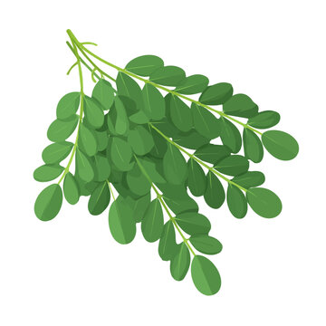 Clean 2D flat vector depiction of a Moringa, designed in minimalist modern style with white background.
