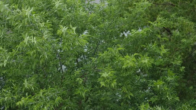 Vibrant green ash tree leaves on lush dense branches