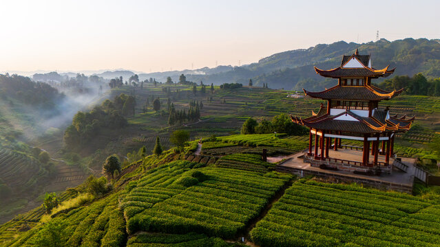 Misty Morning Tea Plantation in Ya'an, Sichuan with Traditional Pavilion on Terraced Hills
