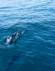 Naklejka premium Wild Dolphin Leaping Through Blue Ocean Water Surface