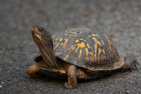 Eastern Box Turtle Crawling on Asphalt Road, Male Turtle with Red Eyes