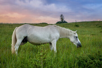 Fototapeta premium A white horse grazes in a mountain meadow against the backdrop of the evening sunset