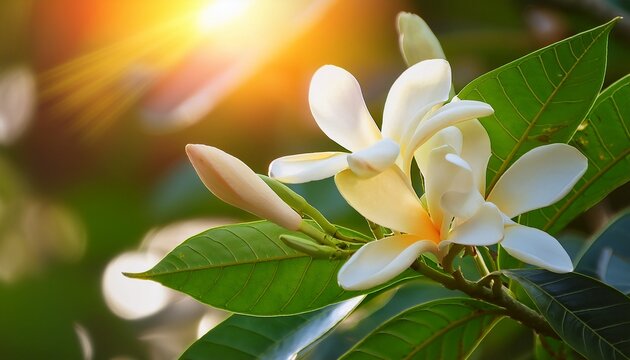 White Champaka Flowers And Green Leaves With Sunlight