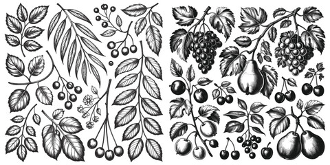 Fototapeta premium Botanical illustration of fruits and leaves engraved style silhouette