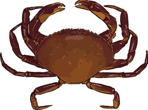 Vector illustration of a graceful crab (Metacarcinus gracilis) with a smooth brown carapace