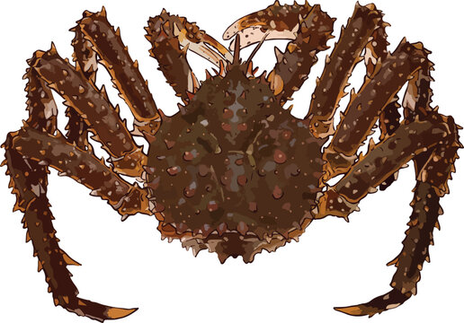 Vector illustration of a brown king crab (Paralithodes camtschaticus) with spiky carapace and long legs