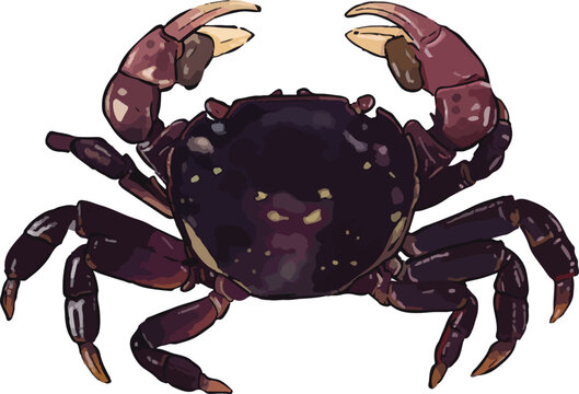 Vector illustration of a purple shore crab (Hemigrapsus nudus) with distinctive dark spots