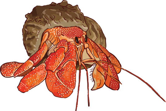 vector illustration of a strawberry hermit crab (Coenobita perlatus) emerging from its shell