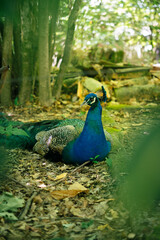 Obraz premium Parque Fontelo, Viseu, Portugal, a beautiful vibrant blue peacock resting on the ground surrounded by autumn leaves