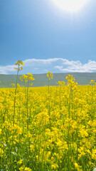 Obraz premium Close-up of bright yellow blooming canola rapeseed flowers field under a sunny blue sky with bright sunlight