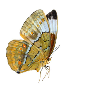 beautiful flying butterfly isolated on white background, siamese junglequeen endemic rare butterfly of Thailand