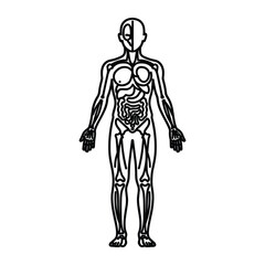 Fototapeta premium Anatomical human body outline illustration showing internal organs and skeletal structure for medical education and healthcare infographics