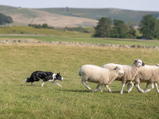Fototapeta premium Border Collie Herding Sheep in a Green Pasture