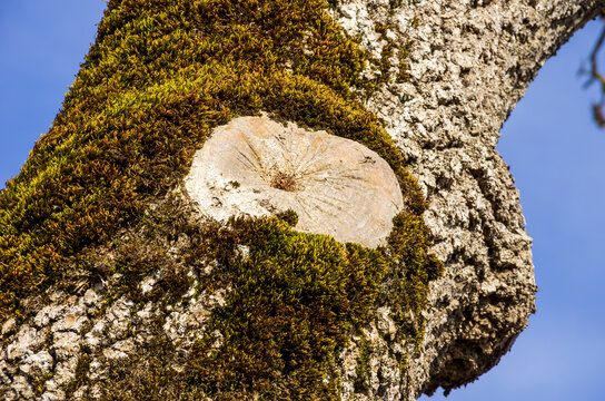 Bemooster Baumstamm mit Wucherung