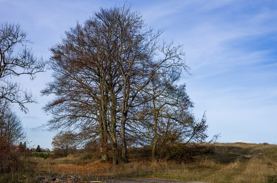 Markante Baumgruppe in Landschaft