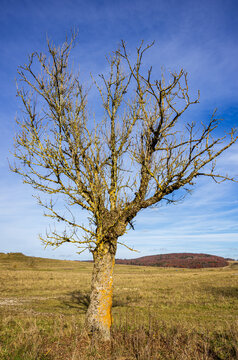 Alleinstehender Baum in Landschaft