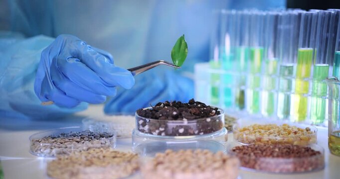 Lab worker places green plant leaf onto Petri dish filled with tiny seeds. Laboratory assistant prepares samples for detailed biological analysis