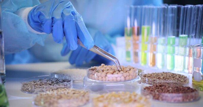 Laboratory worker uses metal tweezers to examine soybeans. Scientific worker studies seeds for possible GMO modifications in laboratory slow motion