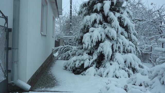Winter courtyard of a country cottage, Snow-covered evergreen tree in the yard of the house on a frosty winter day