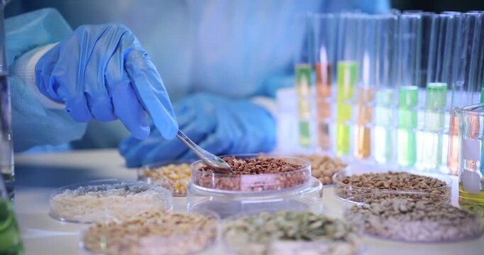 Laboratory worker conducts analysis of various seeds. Lab technician examines texture and shades of experimental seeds during scientific analysis