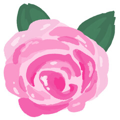 Obraz premium Pink Rose Flower Illustration Isolated Watercolor style