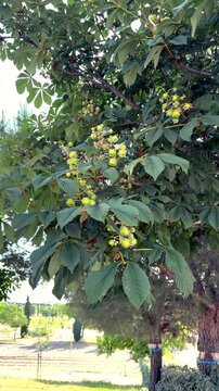 Tree with green leaves and small yellow-green fruits. Several trees visible in background. Ground has grass and shrubs. Tree trunk has protective wrap. Sunlight filters through leaf canopy