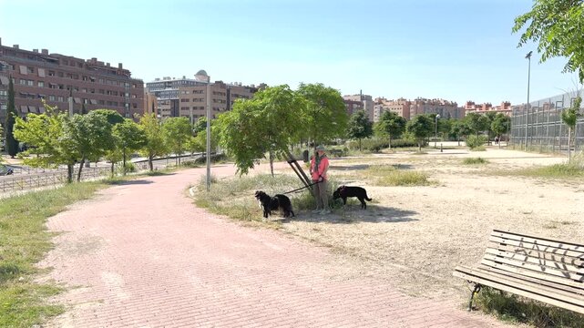 Madrid, Spain, June 9-2026: Horizontal 4K editorial footage of a person walking two black dogs along a sandy path in a dry Madrid urban park, with apartment buildings and sports fence in the backgroun