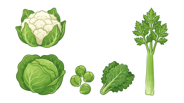 Flat lay illustration of various green vegetables including cauliflower, cabbage, brussels sprouts, kale, and celery on a white background.