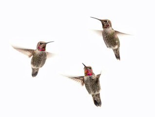 Flying female Anna's hummingbirds (Calypte anna)  isolated on a white background © Corry Anne