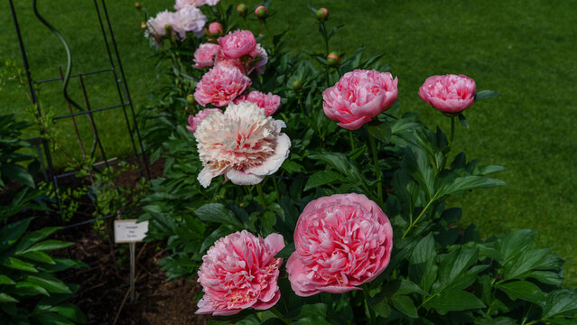 Peonia, Piwonia, Aflopark Pabianice Polska