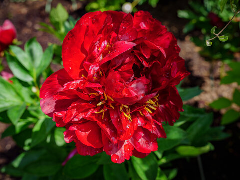 Peonia, Piwonia, Aflopark Pabianice Polska