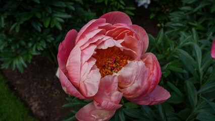 Peonia, Piwonia, Aflopark Pabianice Polska © Krzysztof