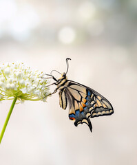 Macro of an Oregon swallowtail butterfly (papilio bairdii oregonius) feeding on milkweed (asclepia incarnata) flowers - Side view on a soft natural bokeh background. © Corry Anne
