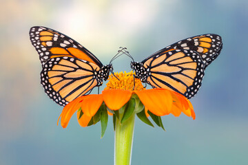 A pair of monarch butterflies (Danaus plexippus) feeding together on a single sunflower. Side view on a natural background. © Corry Anne