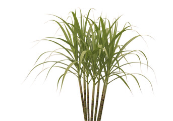 Obraz premium Fresh green ornamental grass in pot