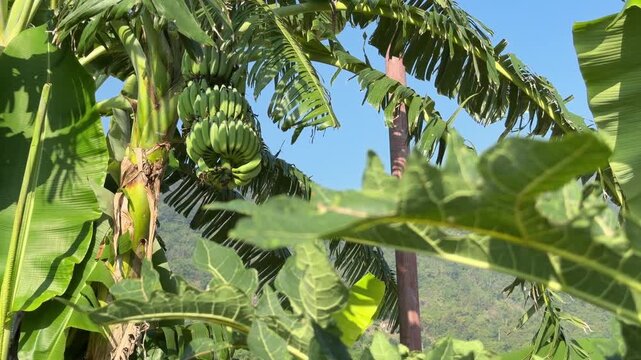 A large banana cluster hangs from a cultivated plant surrounded by layered foliage growing across a plantation zone used for fruit growing activity. Fruit growing.