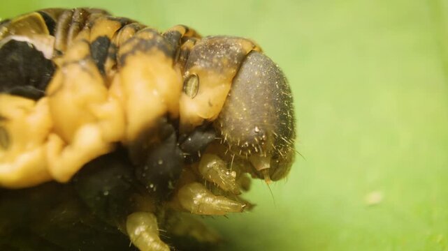 detailed macro view of elephant hawk moth (deilephila elpenor) caterpillar in natural habitat