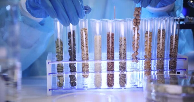 Laboratory worker examines test tubes filled with different seeds. Scientific worker conducts detailed GMO analysis in modern sterile laboratory