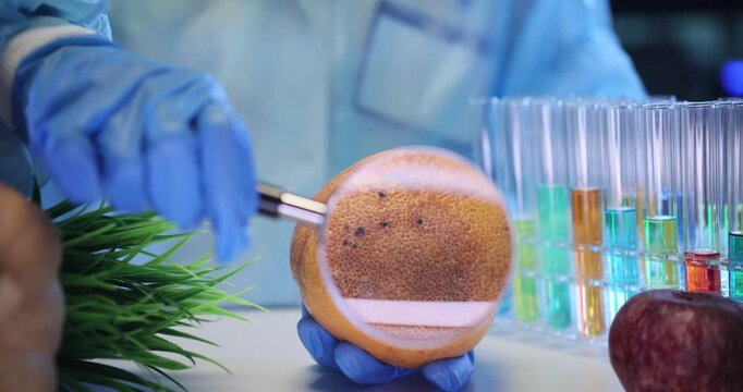 Laboratory worker uses magnifying glass to examine damages on orange peel. Scientific worker attentively studies rough citrus peel in lab slow motion