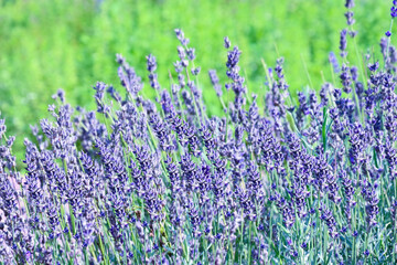 Obraz premium lavender bush