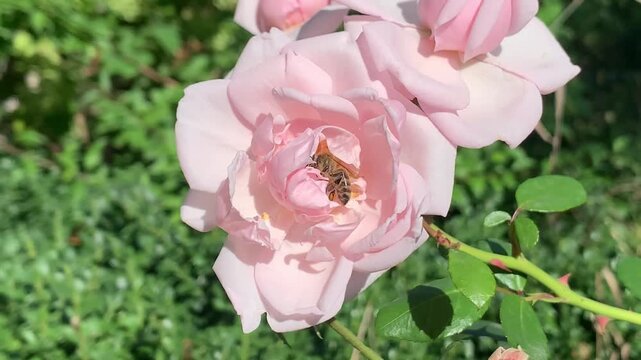 Close-up cinematic footage of a honey bee gently moving across delicate pale pink rose petals while collecting nectar in a sunlit garden. Soft breeze slightly sways the flowers, creating a peaceful na