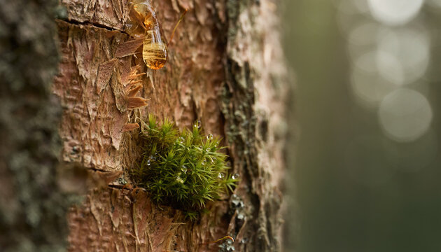 A single amber tear clings to the old bark, as the forest holds its breath