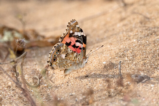 Exhibiendo sus colores una preciosa Mariposa Vanessa de los cardos "Vanessa cardui"