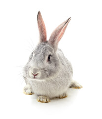 Fototapeta premium One grey rabbit isolated on a white background.