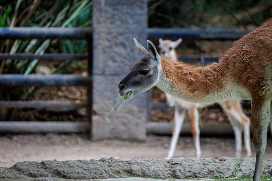 A guanaco (Lama guanicoe), eating grass