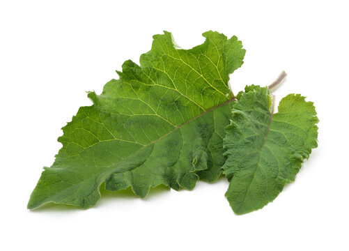 Two green burdock leaves isolated on a white background.