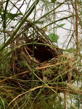 Close-up view of a bird's nest hidden in foliage, containing tiny, featherless hatchlings waiting for food, representing nature and new life