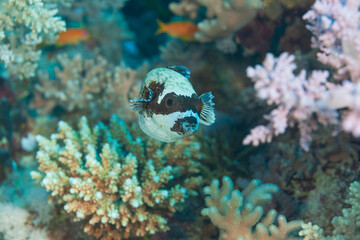 Close up portrait of a masked puffer fish (Arothron diadematus) swimming over a colorful coral reef. © underwaterstas